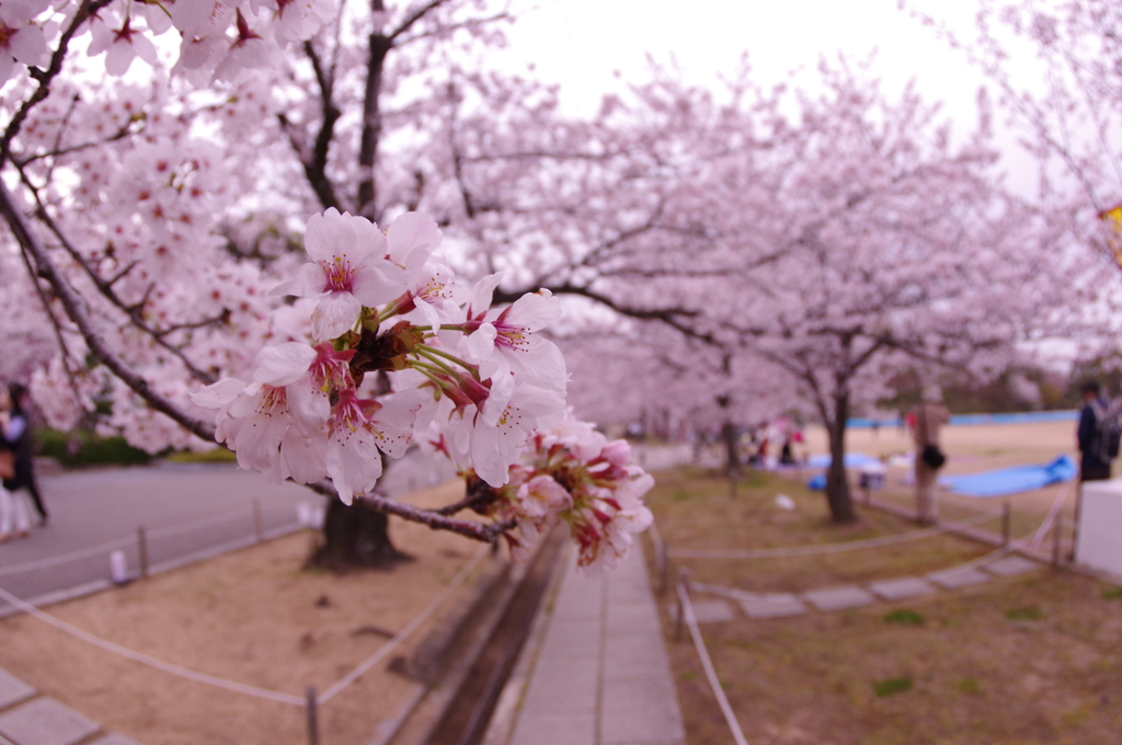 桜と姫路城④
