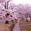 桜と姫路城④