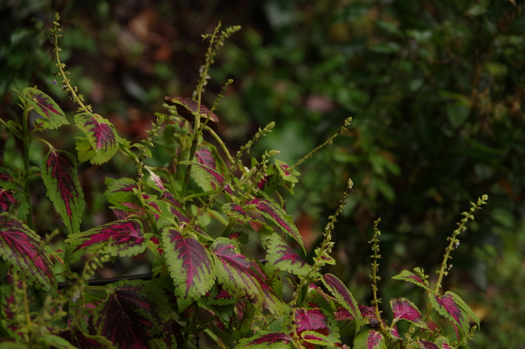 九州旅行　高千穂にて③