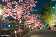 夜桜散歩