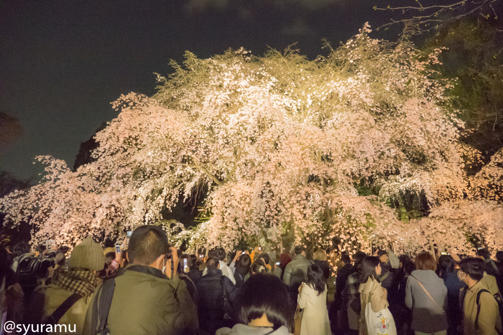 六義園のしだれ桜（夜桜）