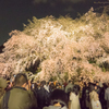 六義園のしだれ桜（夜桜）