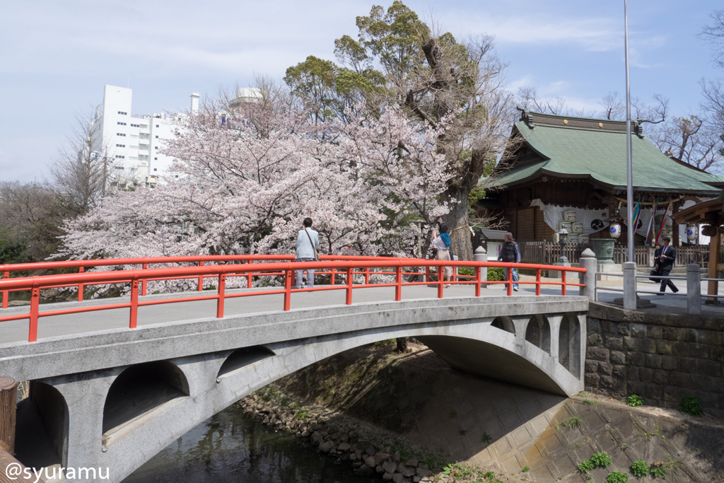 赤い橋と桜
