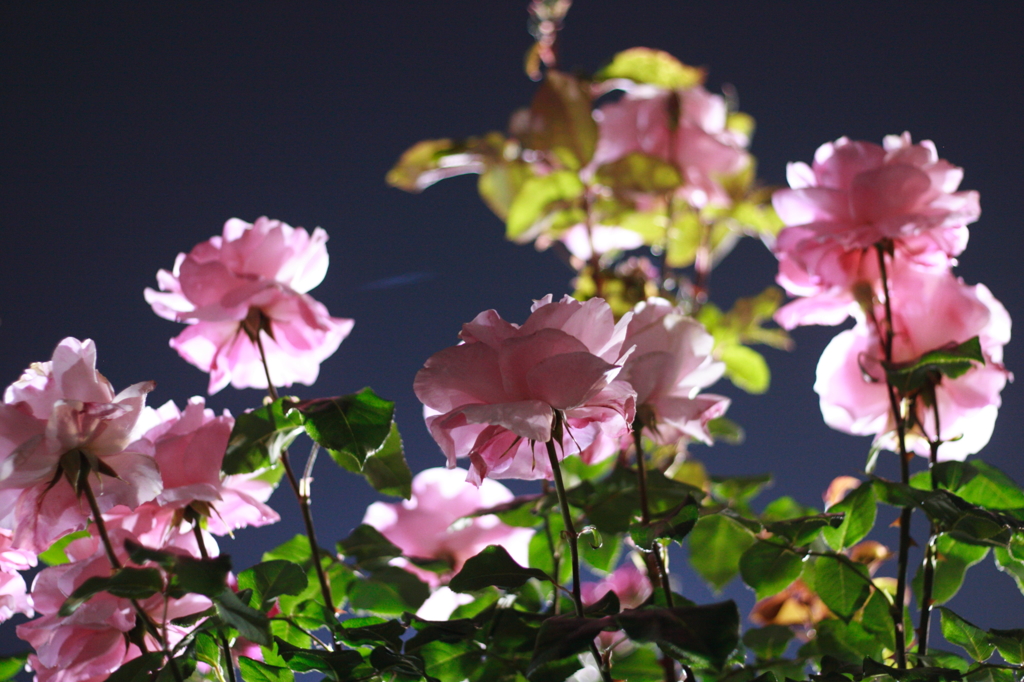 夜バラ