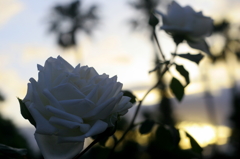 バラちゃんシリーズ　”ヤシ薔薇”　Ⅳ