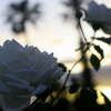 バラちゃんシリーズ　”ヤシ薔薇”　Ⅳ