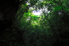 日光