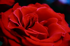 薔薇