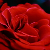 薔薇