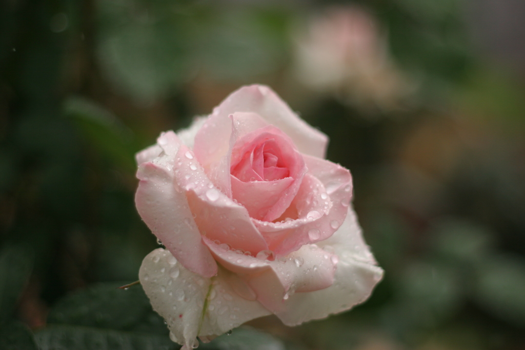 水がしたたる薔薇