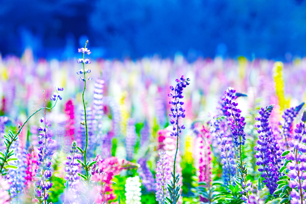 WORLD OF COLORS