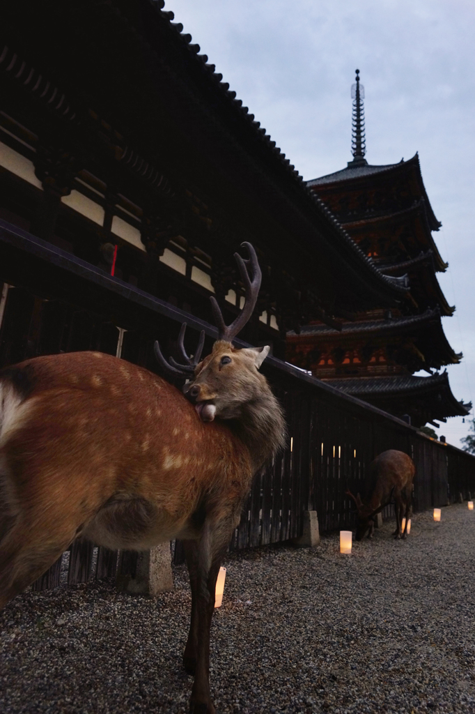 奈良の風景