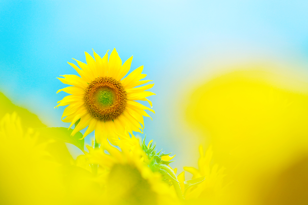 夏の花