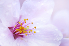 Sakura in a spring rain