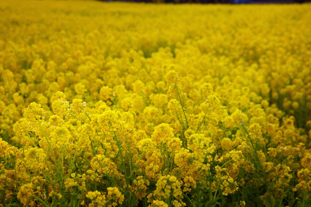 菜の花畑