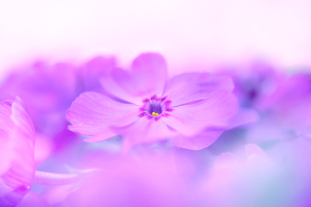 Beauty of small flowers