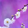 白梅の美