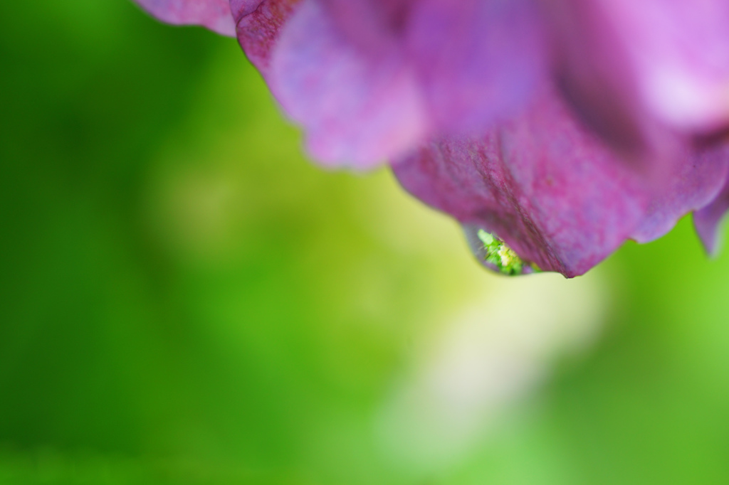 ソフトな紫陽花顕微鏡