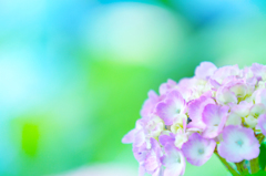 晴れ間のふんわり紫陽花