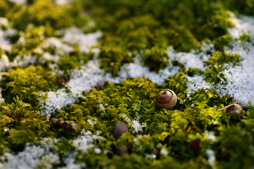 snow and green!