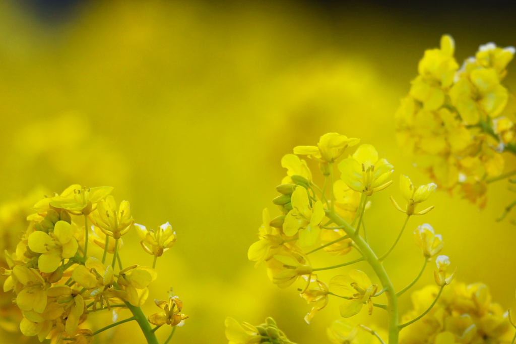 菜の花