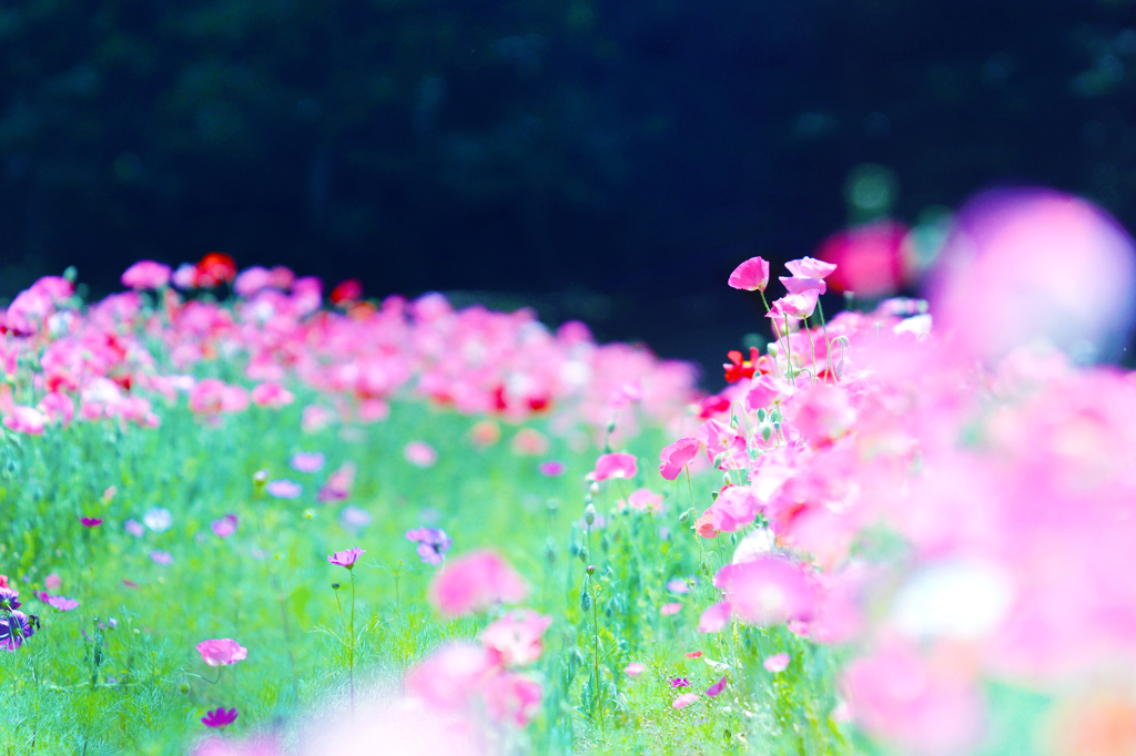 the brilliant garden