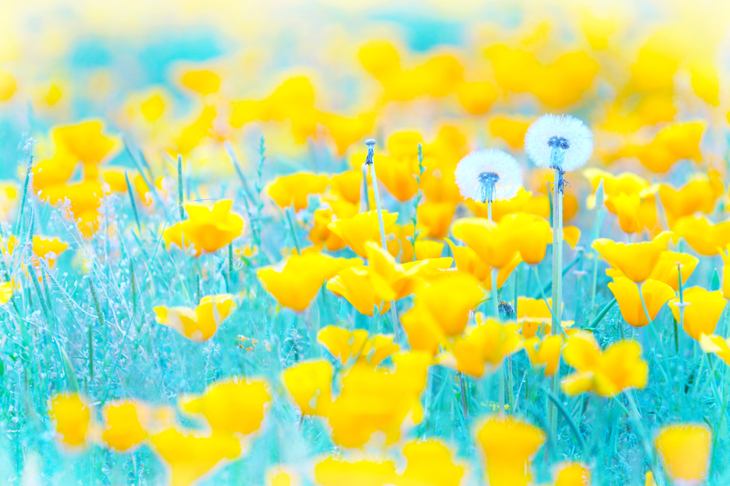Daydream