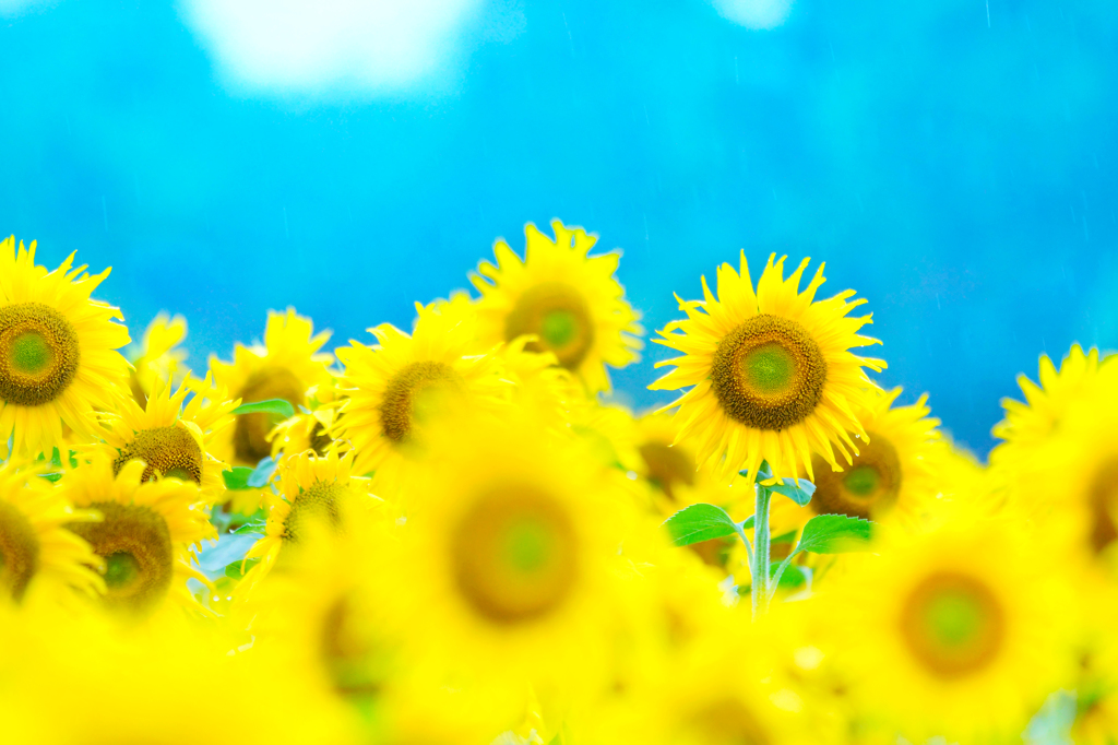 Sunflower in the rain