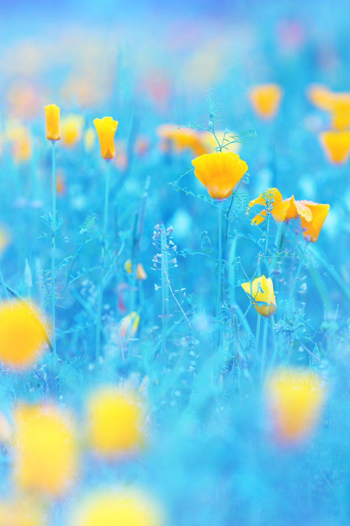 beautiful world