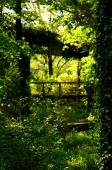 癒しの緑