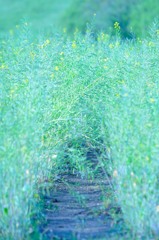 黄色い花が終わるころ