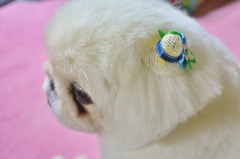うちの愛犬の麦わら帽子