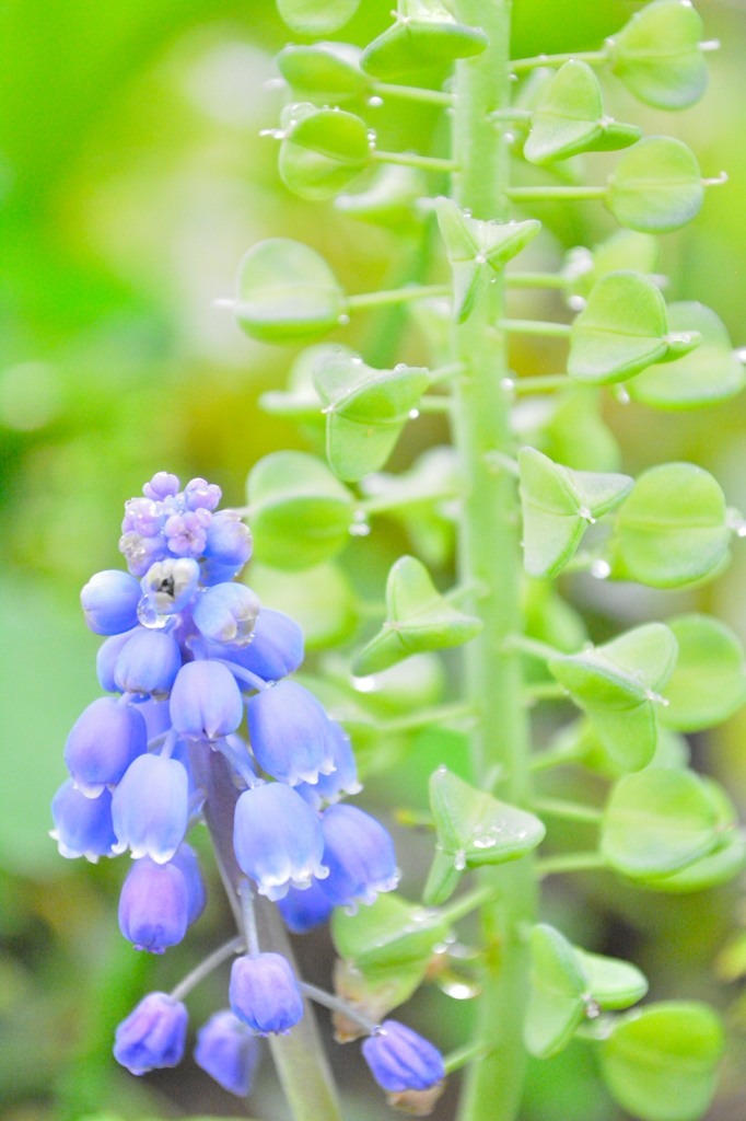 雨あがりの花