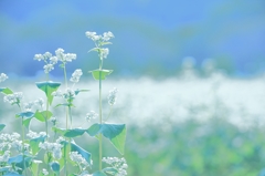 あの日の蕎麦畑で