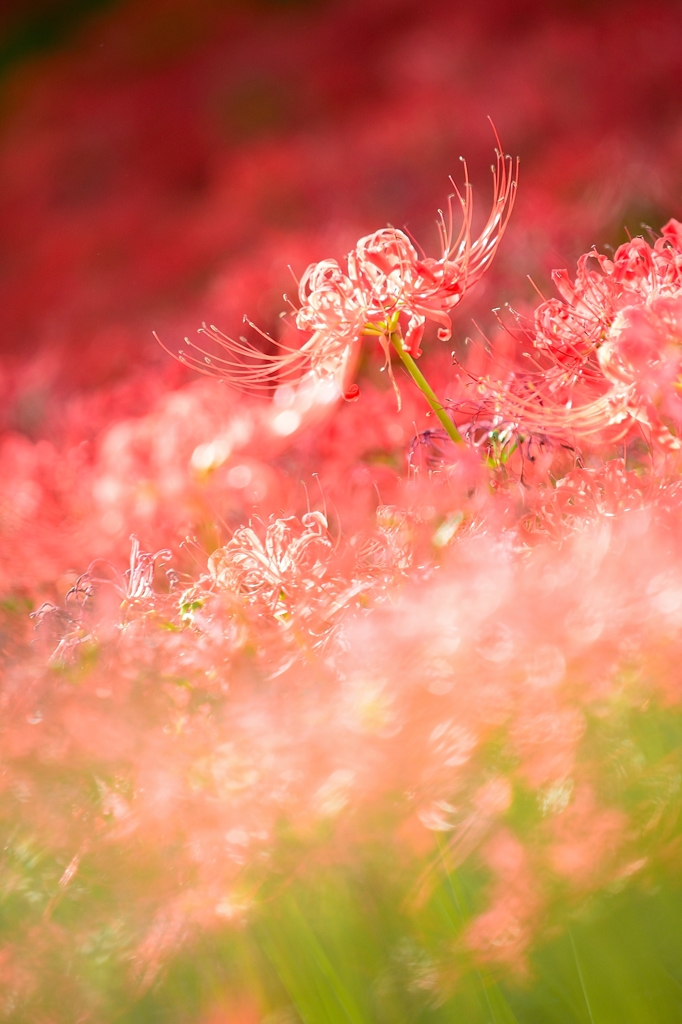 曼珠沙華
