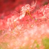 曼珠沙華