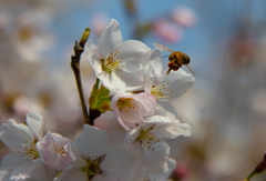 桜とミツバチ