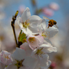 桜とミツバチ