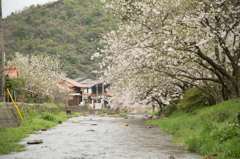 八千代川の桜