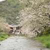 八千代川の桜