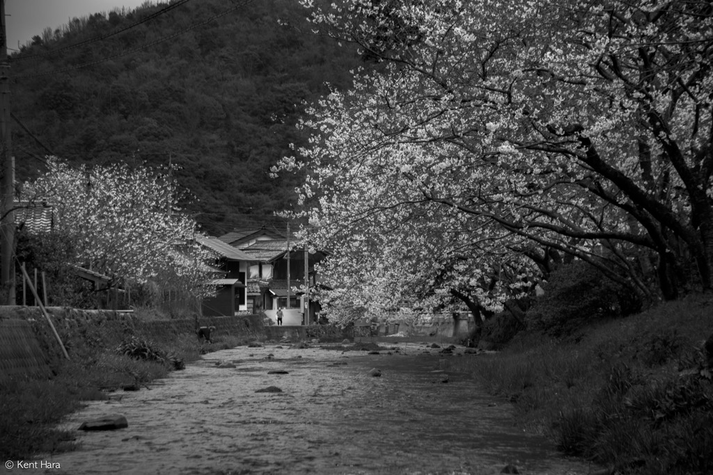 八千代川　桜並木