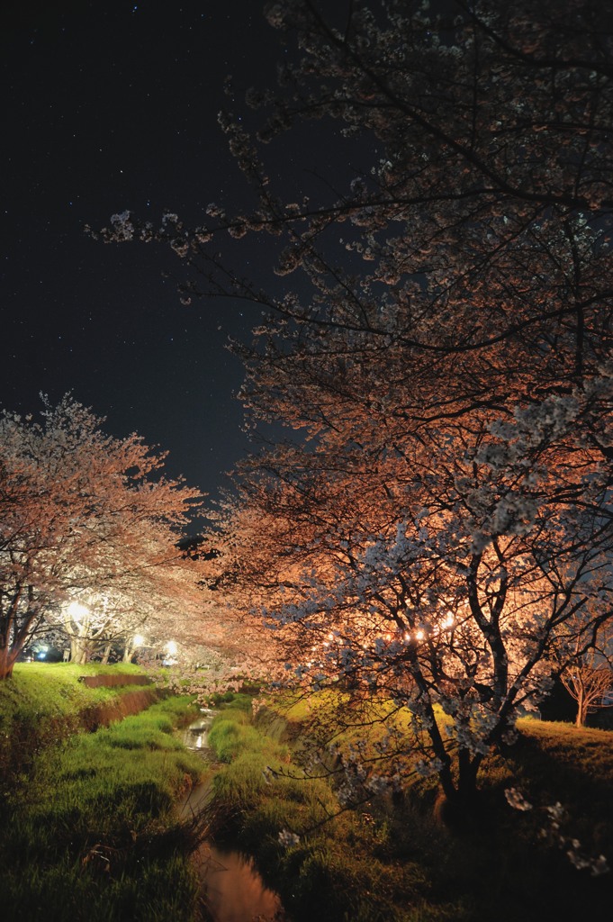 夜桜