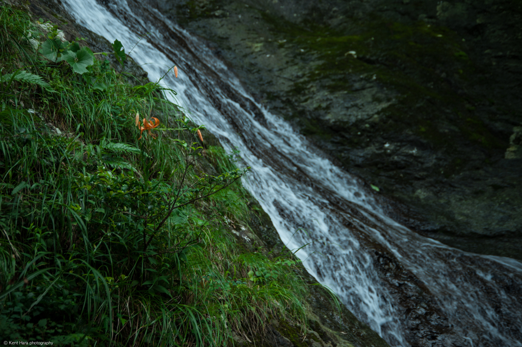 滝に咲く力強いユリ
