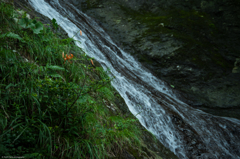 滝に咲く力強いユリ