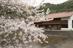 八千代川の桜