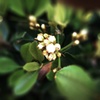 蕾
