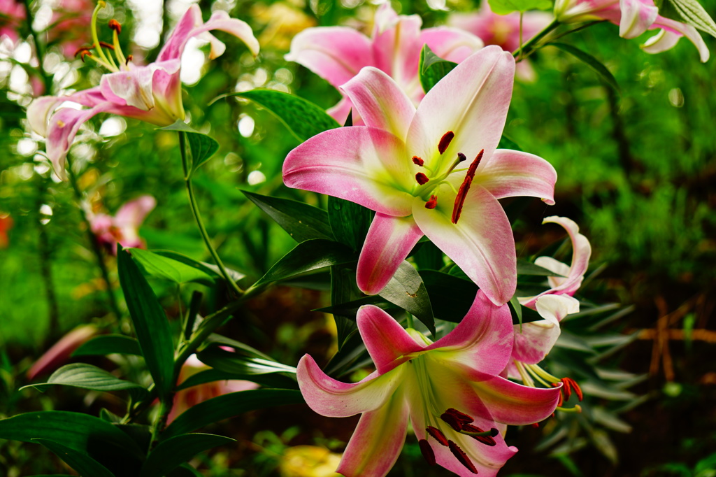 さわやかな色合いのゆりの花