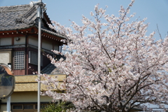 民家と桜