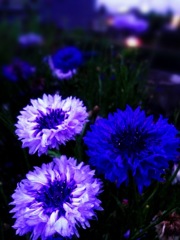 青い花