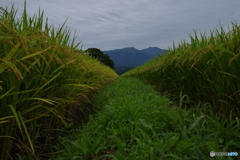 田舎の朝（曇り）